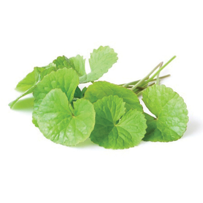 

Daun pegagan/antanan segar 1kg #terlaris