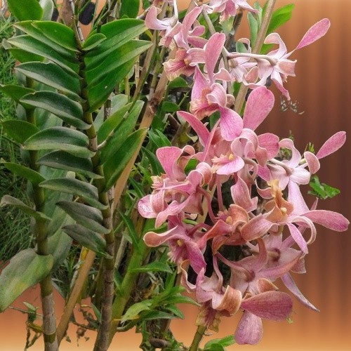 ( BISA BAYAR DI TEMPAT ) anggrek dendrobium jadulan bunga keriting Coklat muda dewasa
