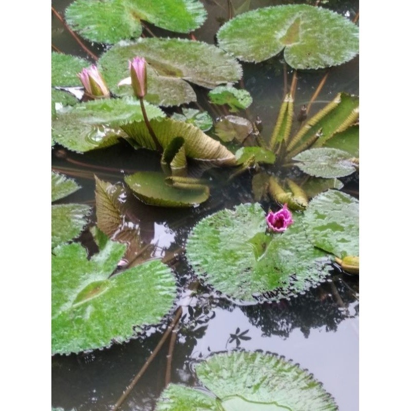 Promo Tanaman hias bunga teratai/terate/tanaman air Bibit Tanaman Penjernih Air Kolam COD