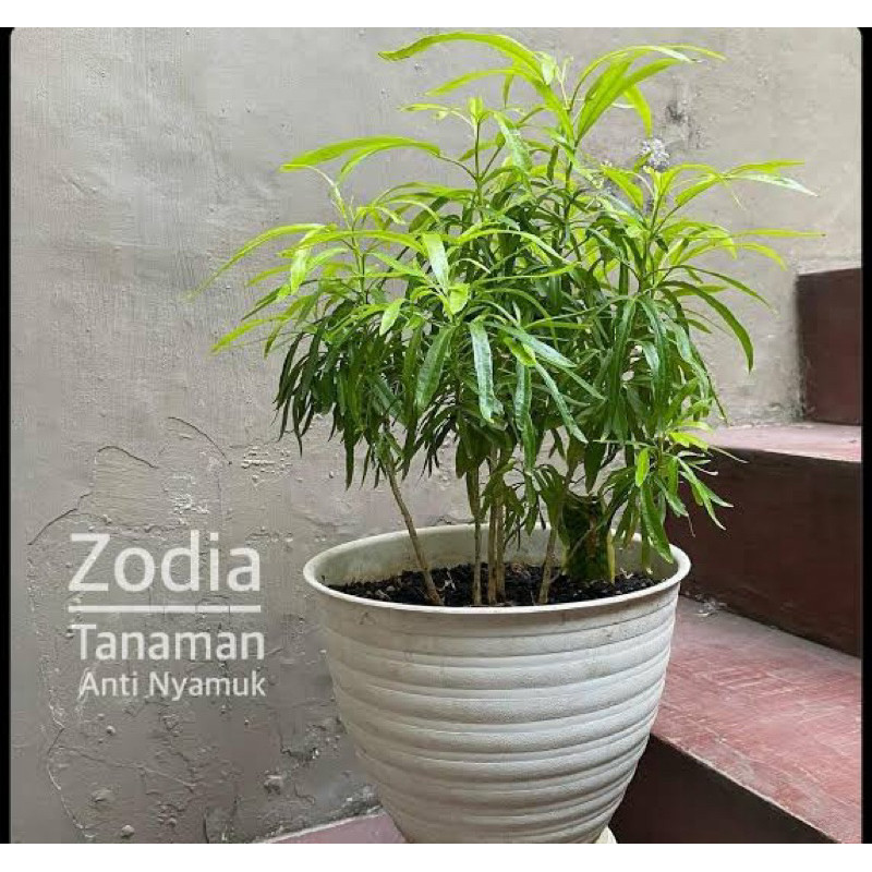 Tanaman Herbal ZODIA - Tanaman Pengusir Nyamuk Zodia