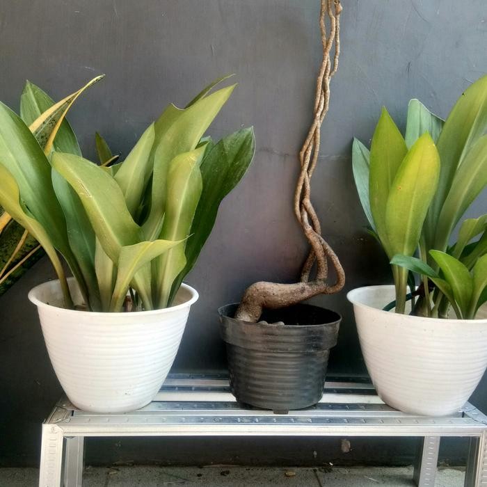 RAK POT BUNGA BAJA RINGAN