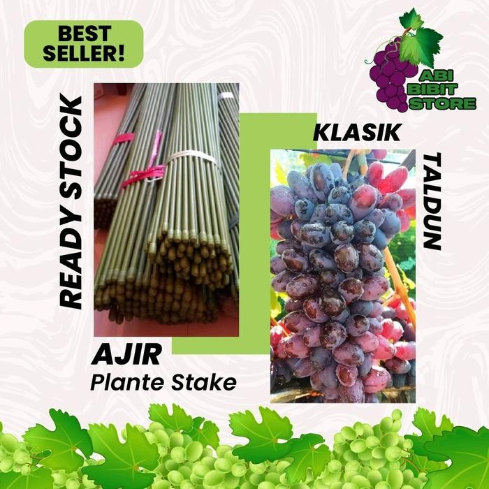 Plant stake/Ajir Taldun, penyanggah tanaman Anggur