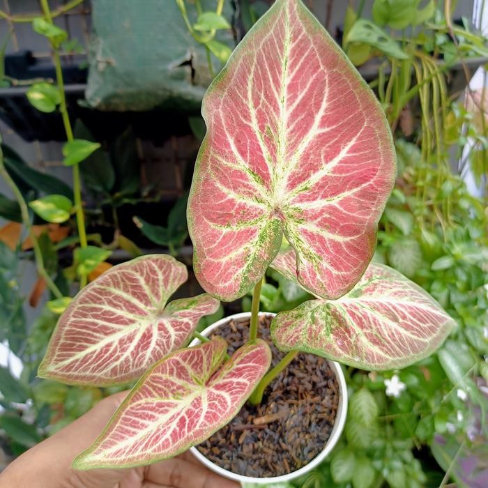caladium rich of thai (ROT) - B