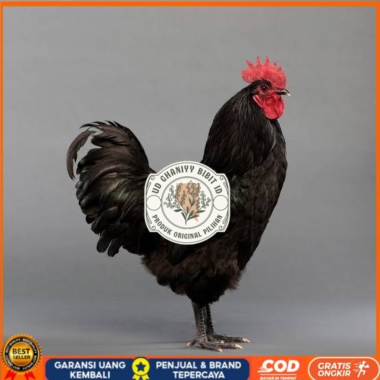 

Telur ayam hias black australorp fertil siap ditetaskan UD GHANIYY BIBIT ID