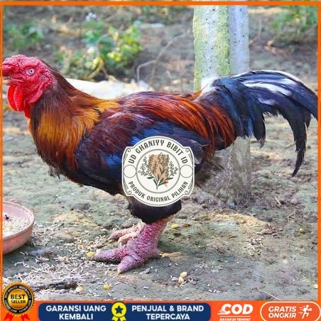 

Telur ayam dong tao / telur ayam hias / telur fertil siap cod UD GHANIYY BIBIT ID