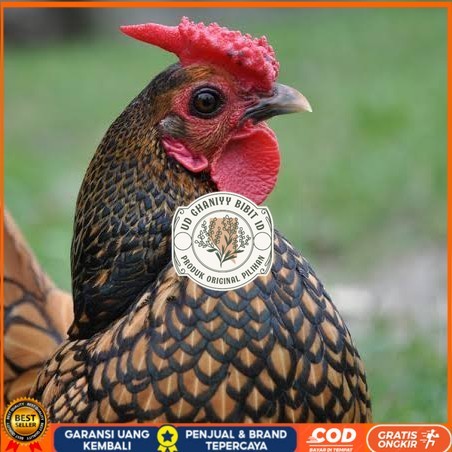 

Telur ayam serama kate batik kanada telur ayam hias fertil siap tetas UD GHANIYY BIBIT ID