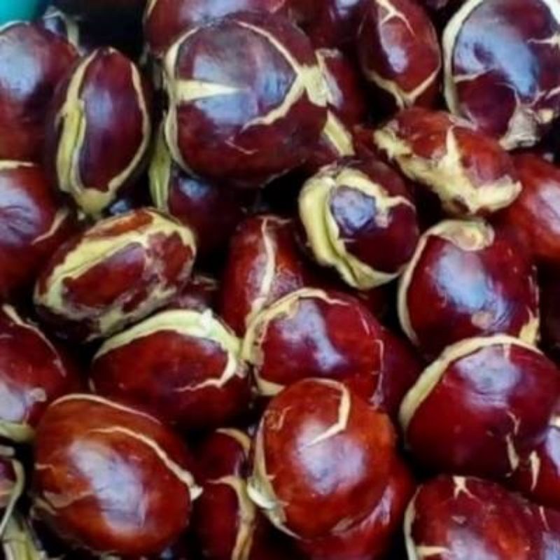 

SUPER PROMO Jengkol Tua 500gram