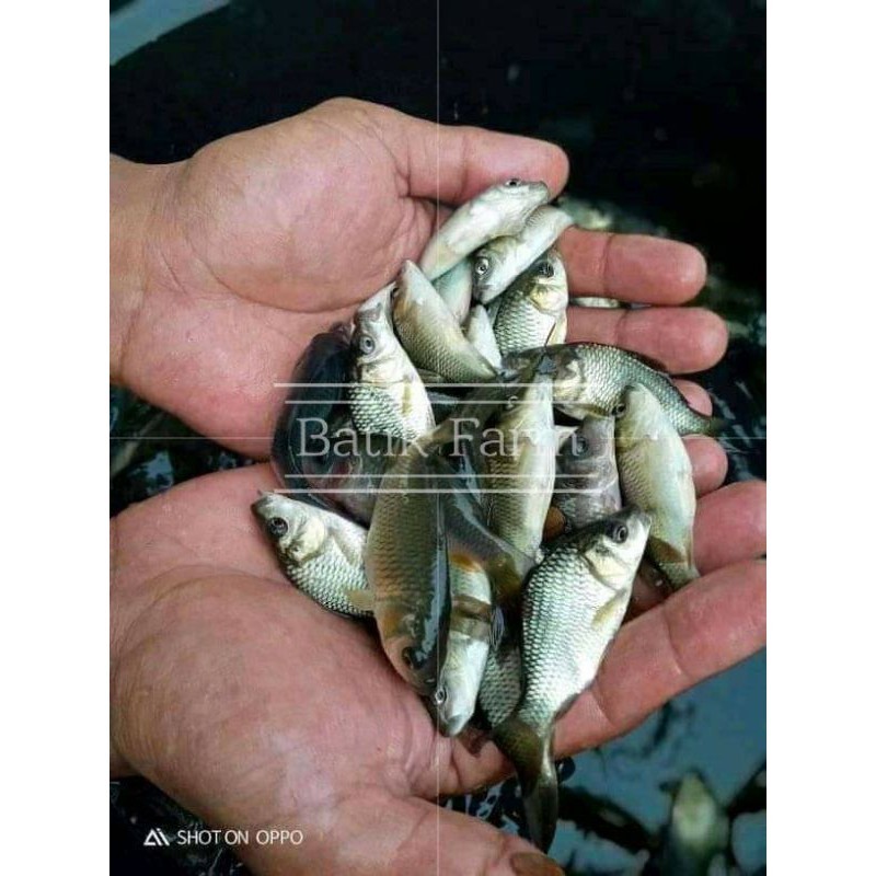 PROMO AWAL TAHUN Ikan mas ukuran 2 jari - Paket ikan mas 50 ekor - Bibit ikan Mas Majalaya - Bibit i