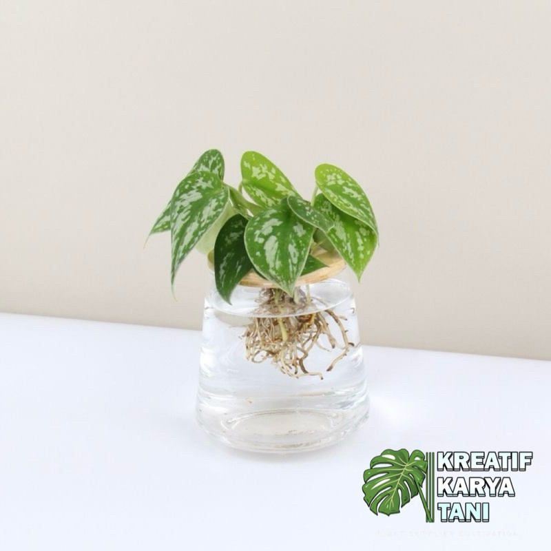 Tanaman hias sirih gading silver - Scindapsus silver sirih silver