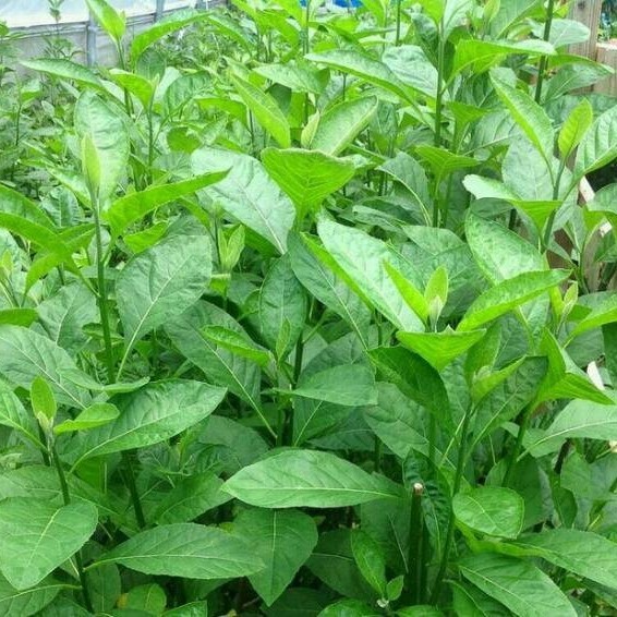 

Baru Daun afrika segar 250 gram COD Lestari-Desaku