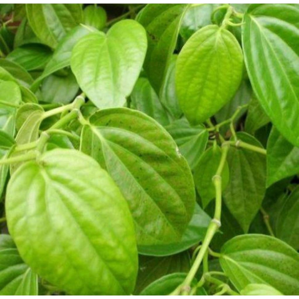 

DAUN SIRIH SEGAR ANTISEPTIK ALAMI 200 GRAM