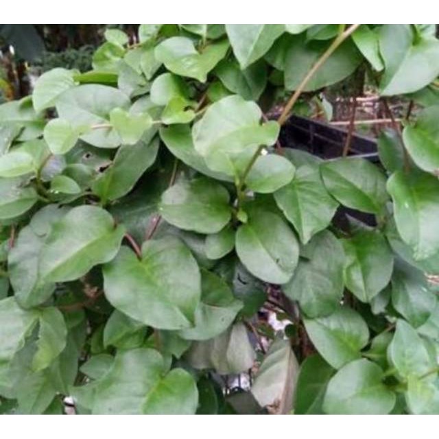 

paket hemat daun binahong 300 grm