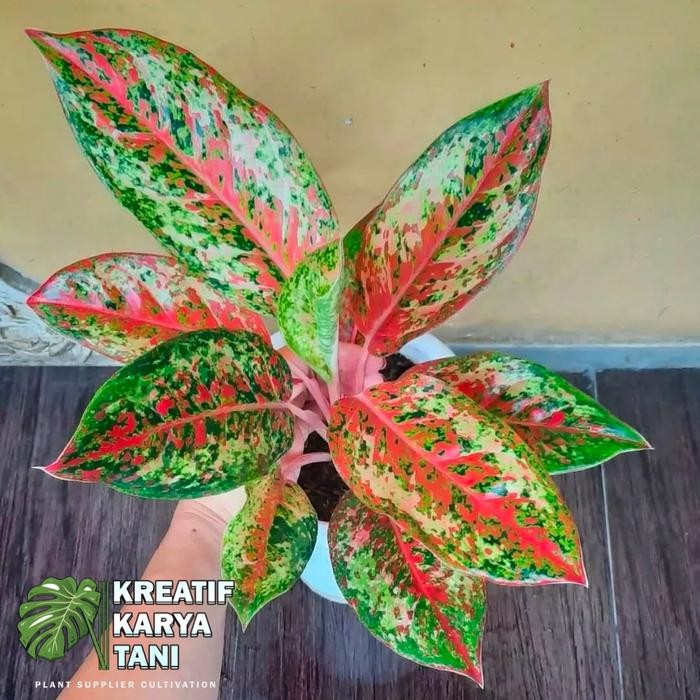 Tanaman hias aglonema coconut delight - Aglonema coconut delight