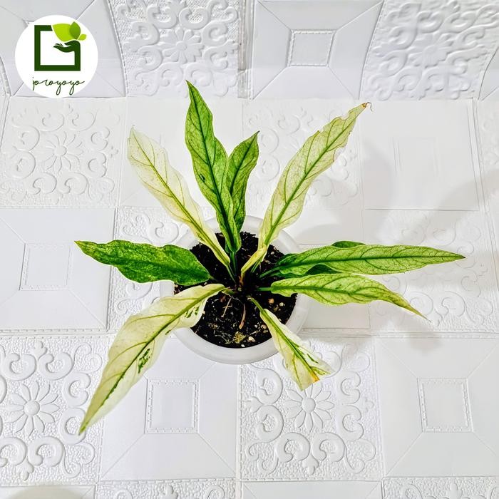 Anthurium Plowmanii / Gelombang Cinta - Variegata Putih