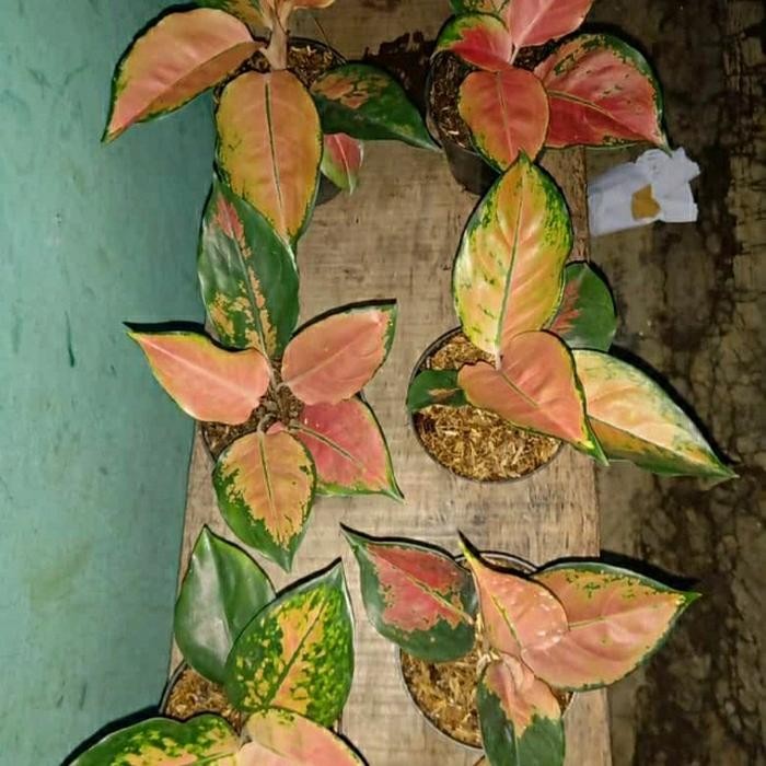 tanaman hias Aglaonema Kochin tembaga Indukan / aglonema kocin