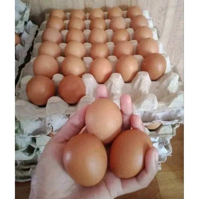 

ECER TELUR AYAM RAS Per Butir / 1 BUTIR TELUR AYAM FRESH