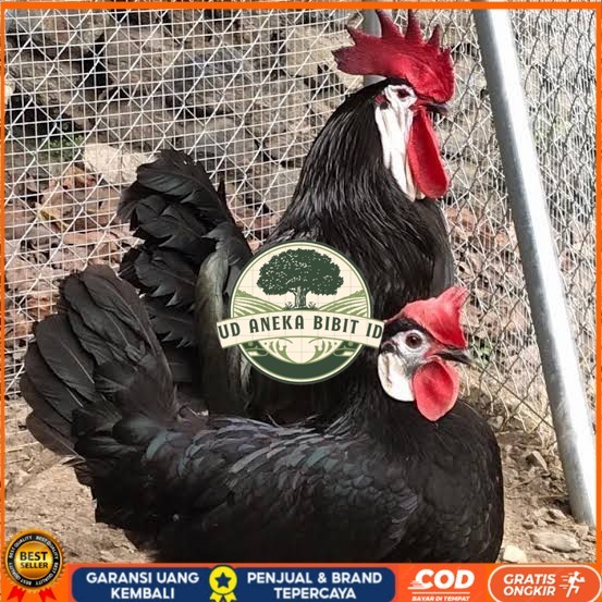 

Telur ayam white face spanish / telur ayam hias fertil siap cod UD ANEKA BIBIT ID