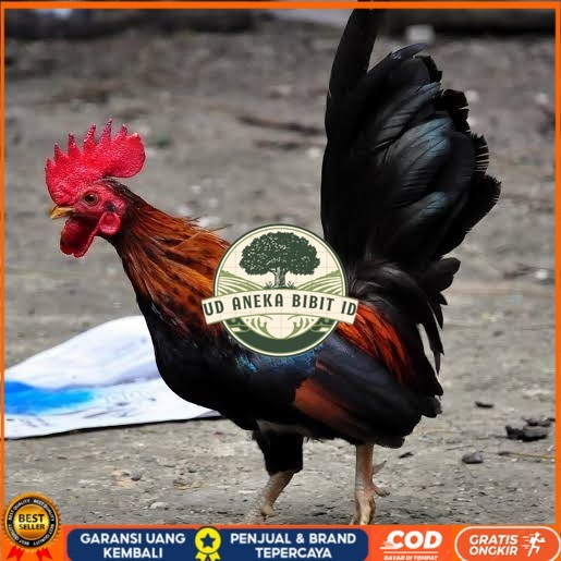 

Telur ayam serama / kate lokal fertil siap ditetaskan UD ANEKA BIBIT ID