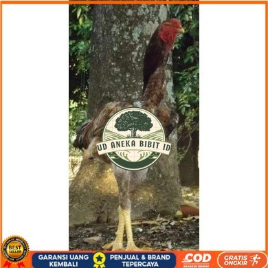 

TELUR AYAM KINGGOR / king GORILA SUPER UNTUK DI TETASKAN UD ANEKA BIBIT ID