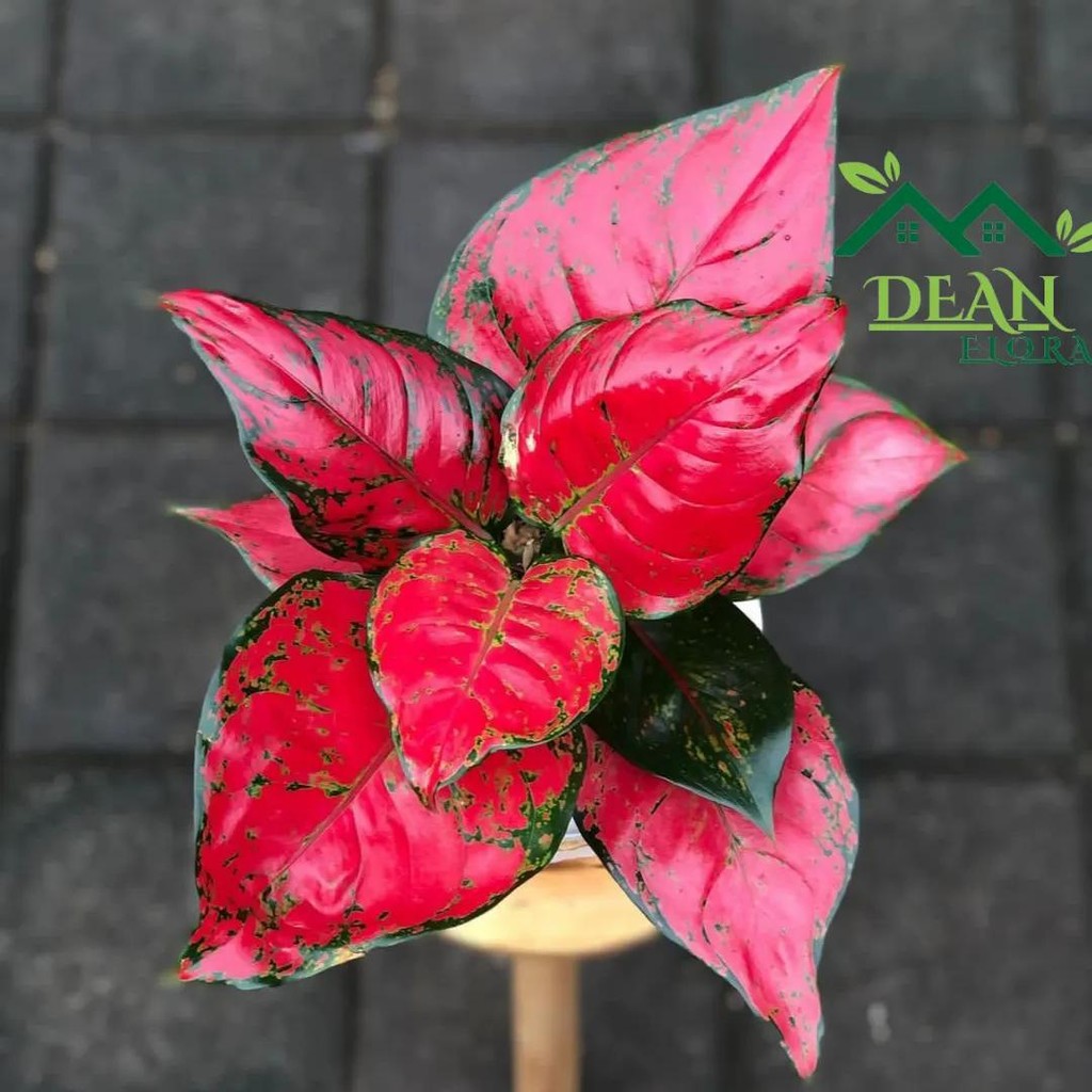 Tanaman Hias Aglonema Red Anjamani - Red Anjamani - Aglonema