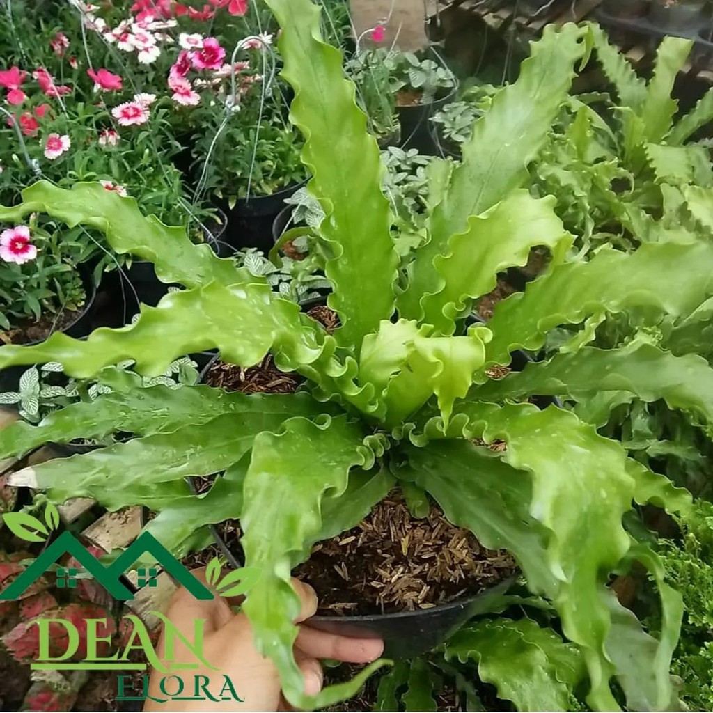 Tanaman Hias Kadaka Osaka - Kadaka Osaka