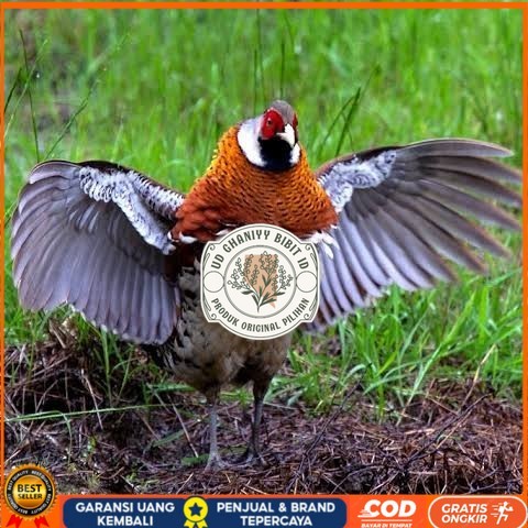 

Telur ayam hias ringneck elliot pheasant fertil siap ditetaskan UD GHANIYY BIBIT ID