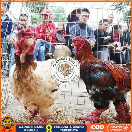 

Telur ayam dong tao / telur ayam hias / telur fertil siap tetas UD GHANIYY BIBIT ID
