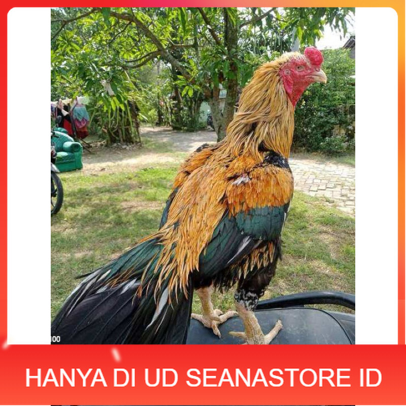 

TELUR FERTIL AYAM BANGKOK KLASIK JUMBO UNTUK DI TETASKAN UD SEANASTORE ID
