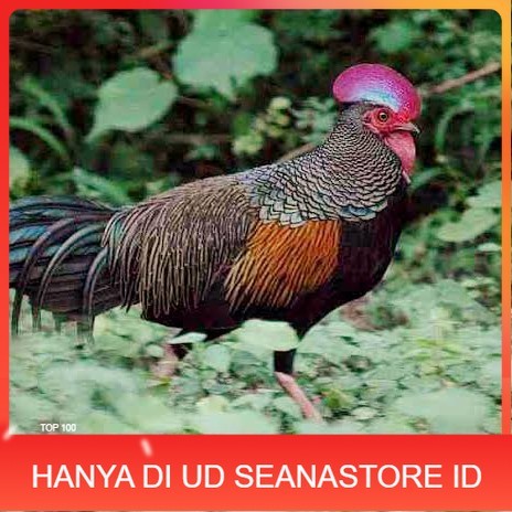 

Telur ayam hutan x jawa bekisar fertil siap ditetaskan - ayam hutan UD SEANASTORE ID
