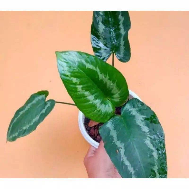 tanaman hias homalomena schismatoglottis - homalomena - hiasan taman