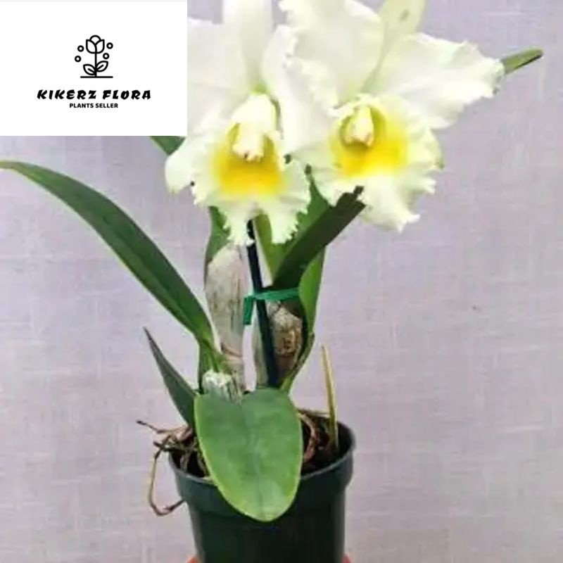anggrek catleya putih kuning dewasa / spike+ pot Cattleya bunga putih kuning lidah putih Niming tana