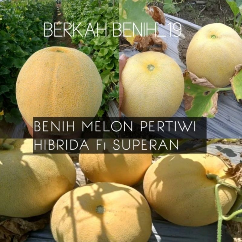 100+ BENIH MELON PERTIWI HIBRIDA F1 BIBIT UNGGUL PREMIUM READY