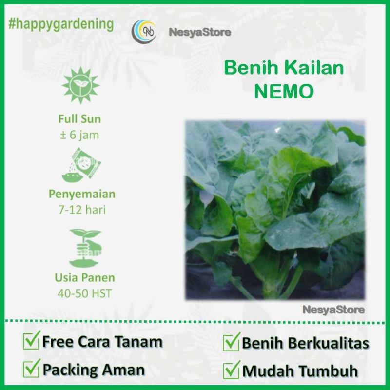 50 Benih Biji Kailan Benih Sawi Kailan - Benih Sayur Kailan
