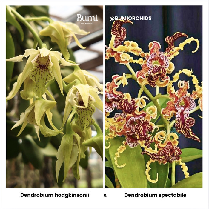 BUMI ORCHIDS Dendrobium hodgkinsonii x Dendrobium spectabile (Seedling) - Foresta Orchids Bibit Angg