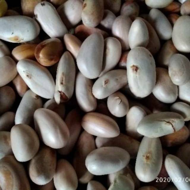 

Biji Nangka. Beton Nangka 1kg fresh YL