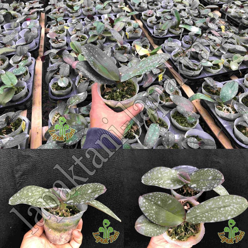 Anggrek Bulan Remaja Hybrid Premium Taiwan Murah