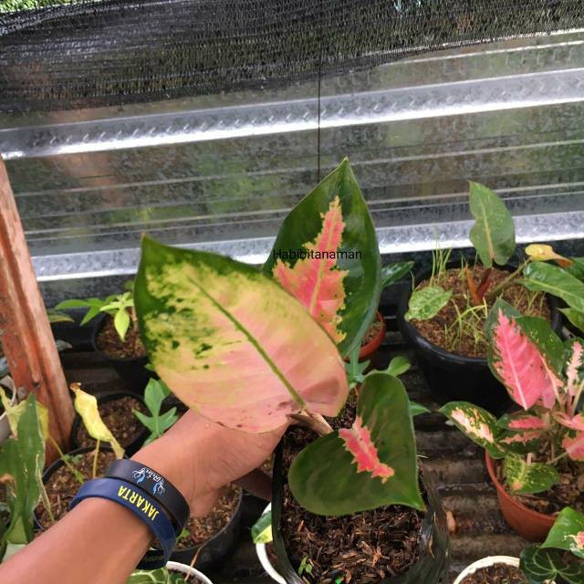 Tanaman hias Aglonema kocin paramuay - aglonema cocyn paramuay