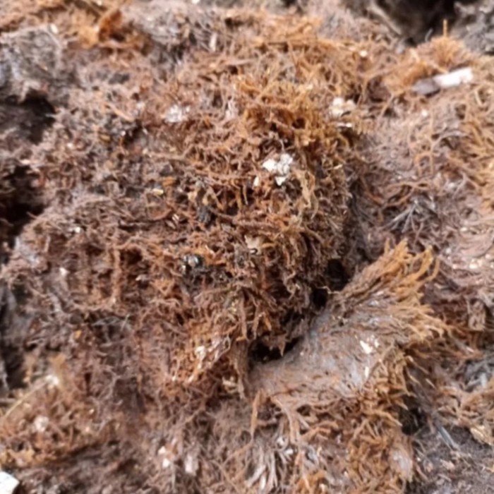 (1KG) Mos Hitam Akar Kadaka/Media Tanam Cangkok/Media Tanam Anggrek