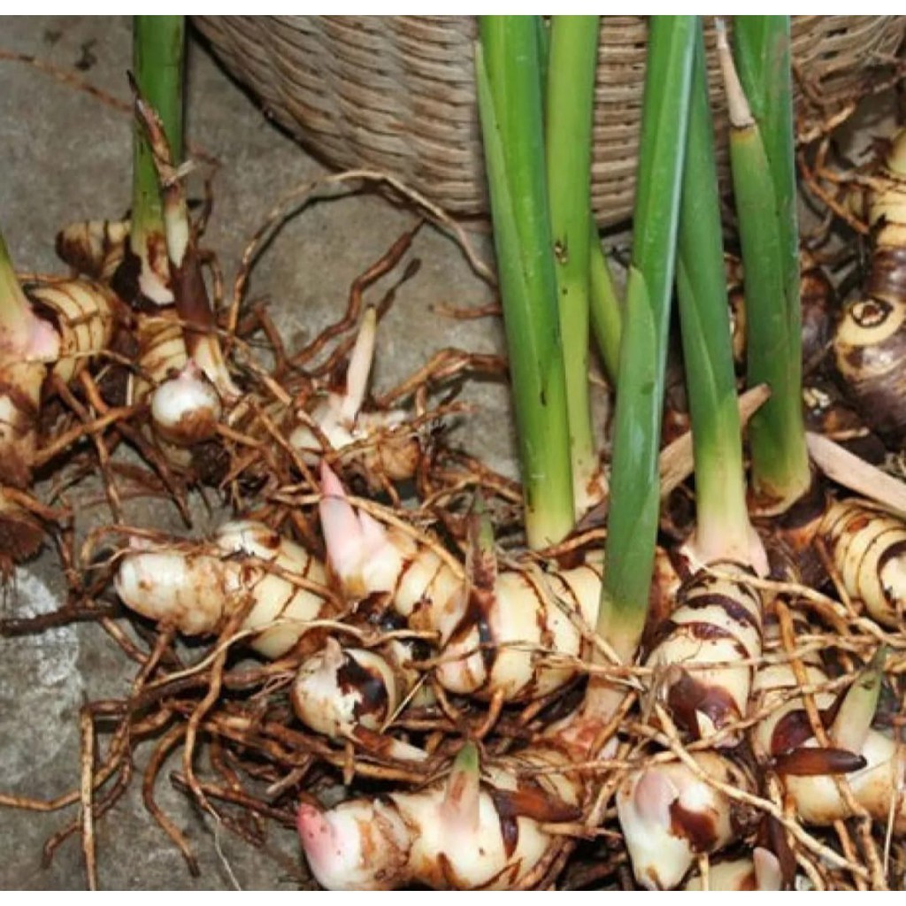 

Jual bibit lengkuas / laos atau laja siap tanam