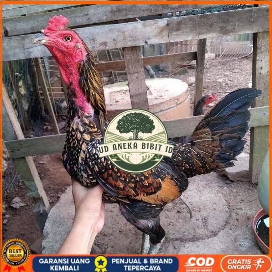 

Telur ayam bangkok bulbi petarung aduan fertil siap ditetaskan UD ANEKA BIBIT ID