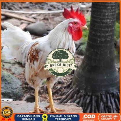 

Telur ayam ketawa dangdut slow gretek siap ditetaskan UD ANEKA BIBIT ID