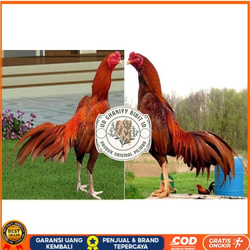 

BIRMA SUPER TELUR FRESH MURAHH.... UD GHANIYY BIBIT ID