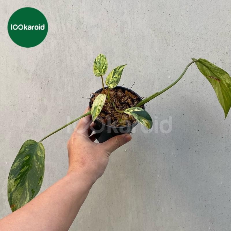 Tanaman Hias Philodendron ilsemanii Philippines Variegata | Philodendron Emerald Ice Variegata | Phi