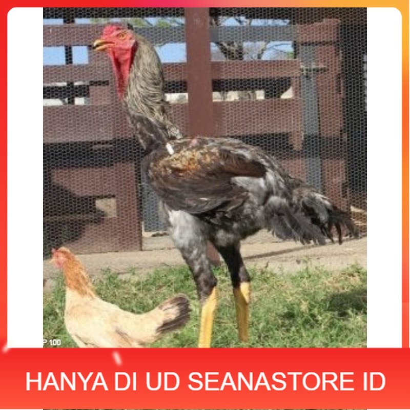 

TELUR AYAM AHMAD GIGANTE UNTUK DI TETASKAN UD SEANASTORE ID
