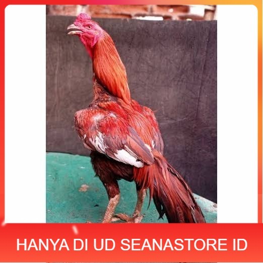 

Telur ayam bangkok super petarung aduan fertil asli UD SEANASTORE ID