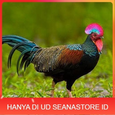 Telur ayam hutan x jawa bekisar fertil asli siap ditetaskan - ayam hutan UD SEANASTORE ID
