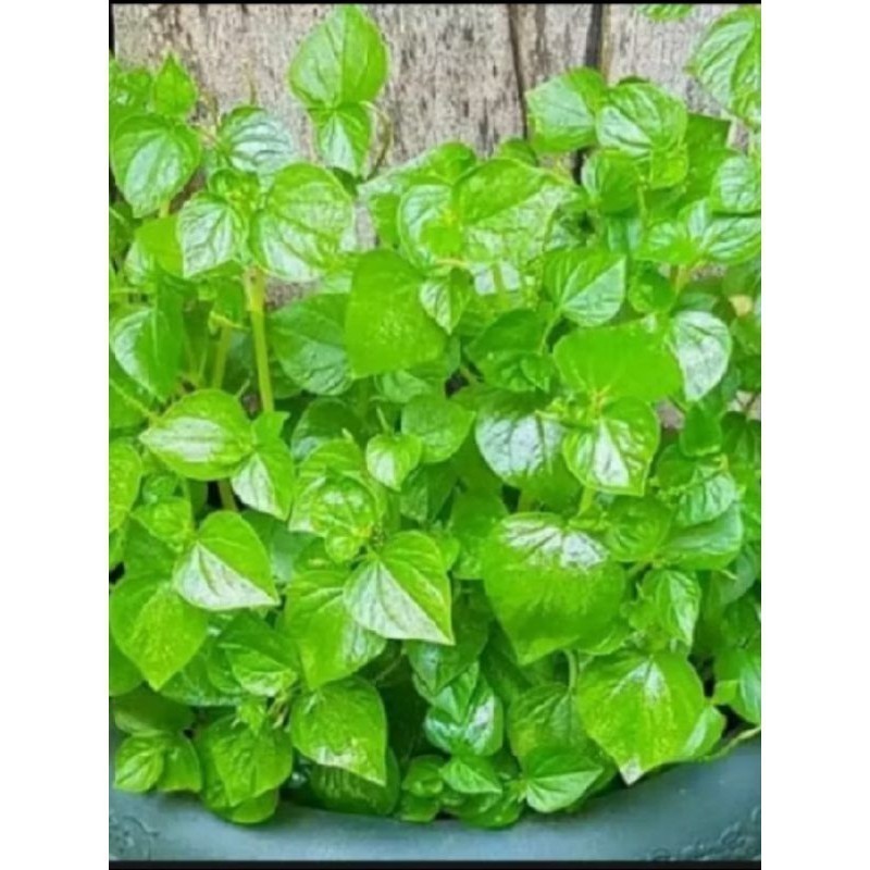 

termurah daun sirih cina/cehcer kempes/tumpang air di jual murah 1kg ready stok #laris