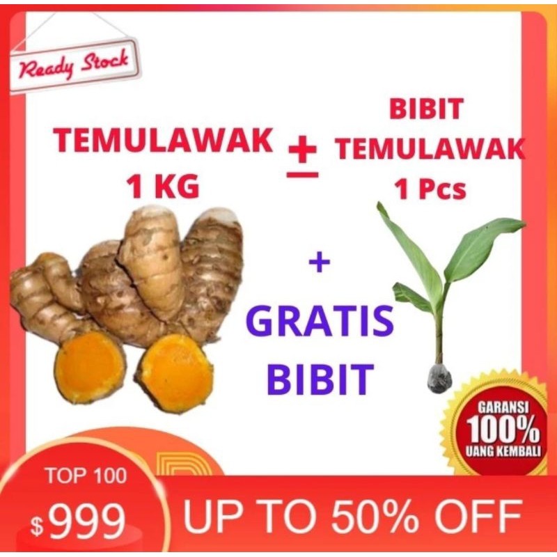 

temulawak segar 1kg promo bibit