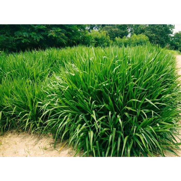 new.. Bibit Rumput Odot Kualitas Super 1 Kg Rumput Odot Super Pakan Ternak Rumput Pakan Kambing dan 