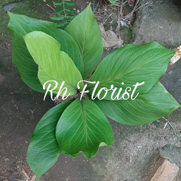 Tanaman hias Anthurium Jemani Cobra Dewasa